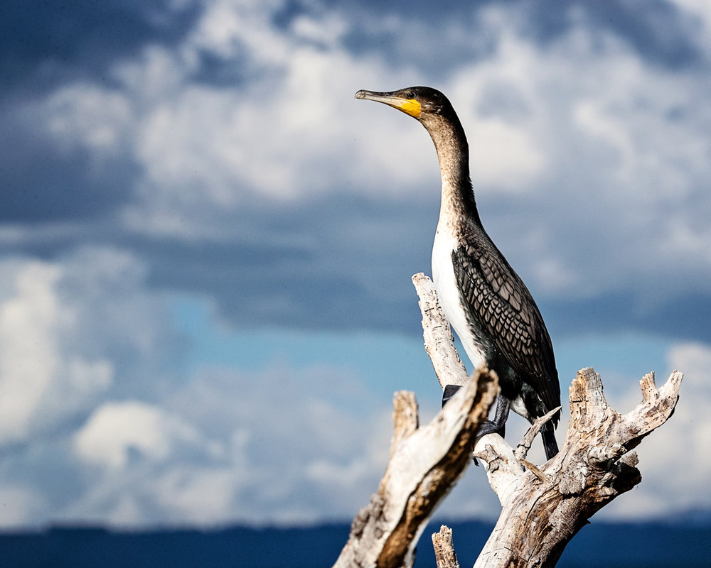 White-Breasted Great Cormorant.jpg