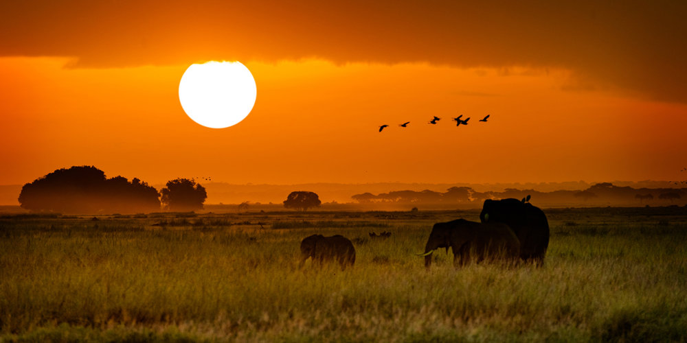 African Elephants Walking at Golden Sunrise.jpg