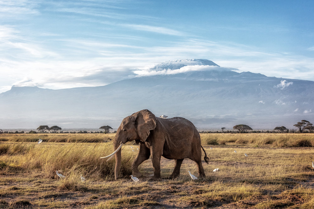 African Elephant Walking Past Mount Kilimanjaro.jpg
