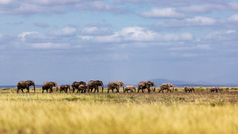 Baby Elephants Leading Herd in Line in Kenya.jpg