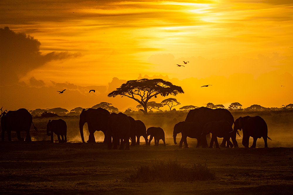 Herd of African Elephants at Golden Sunset.jpg