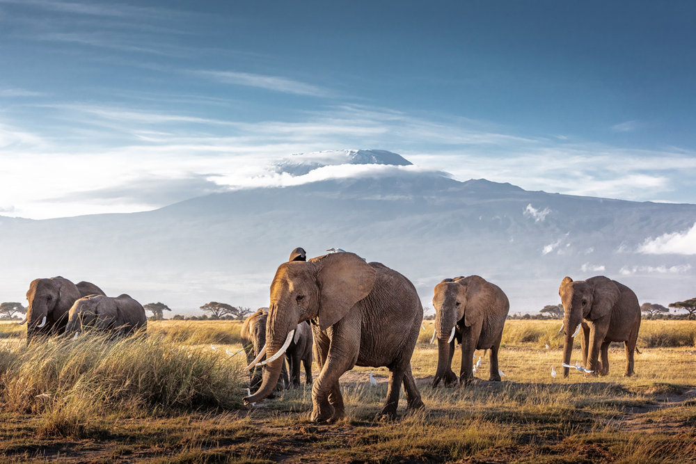 Herd of African Elephants in Front of Kilimanjaro.jpg