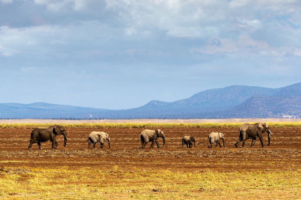 Row of Elephants Walking in Dried Lake.jpg