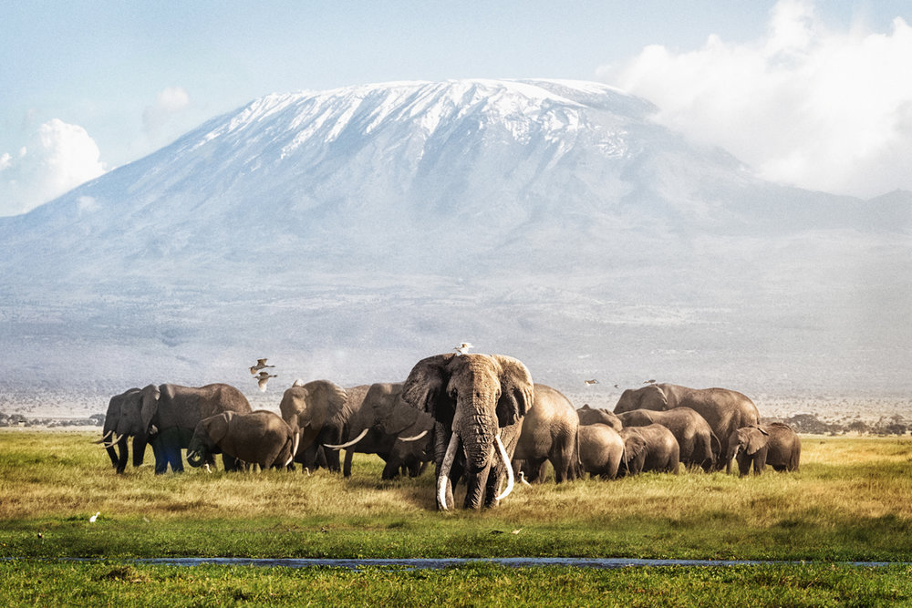 The Patriarch of Amboseli.jpg