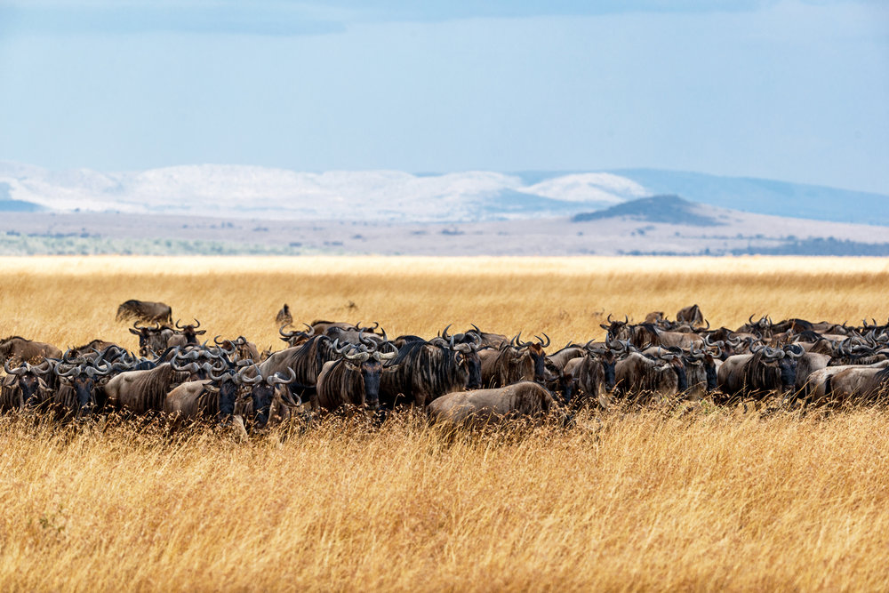 Herd of Buffalo in Tall Kenya Grass.jpg