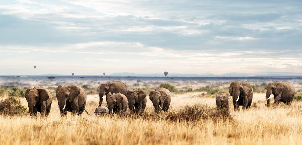 Herd of Elephant in Kenya Africa.jpg
