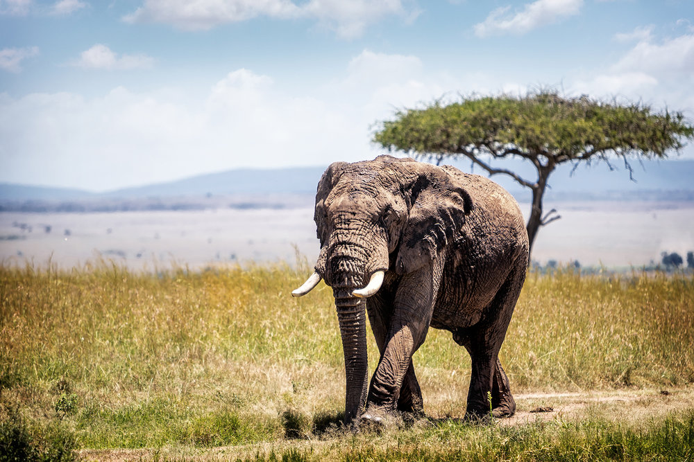 Large Bull Elephant Walking Forward in Kenya.jpg