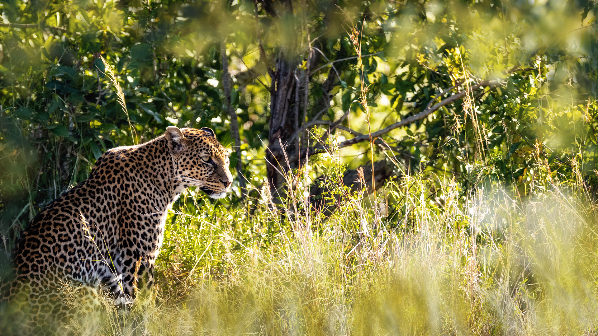 Leopard in Wild of Kenya Africa.jpg
