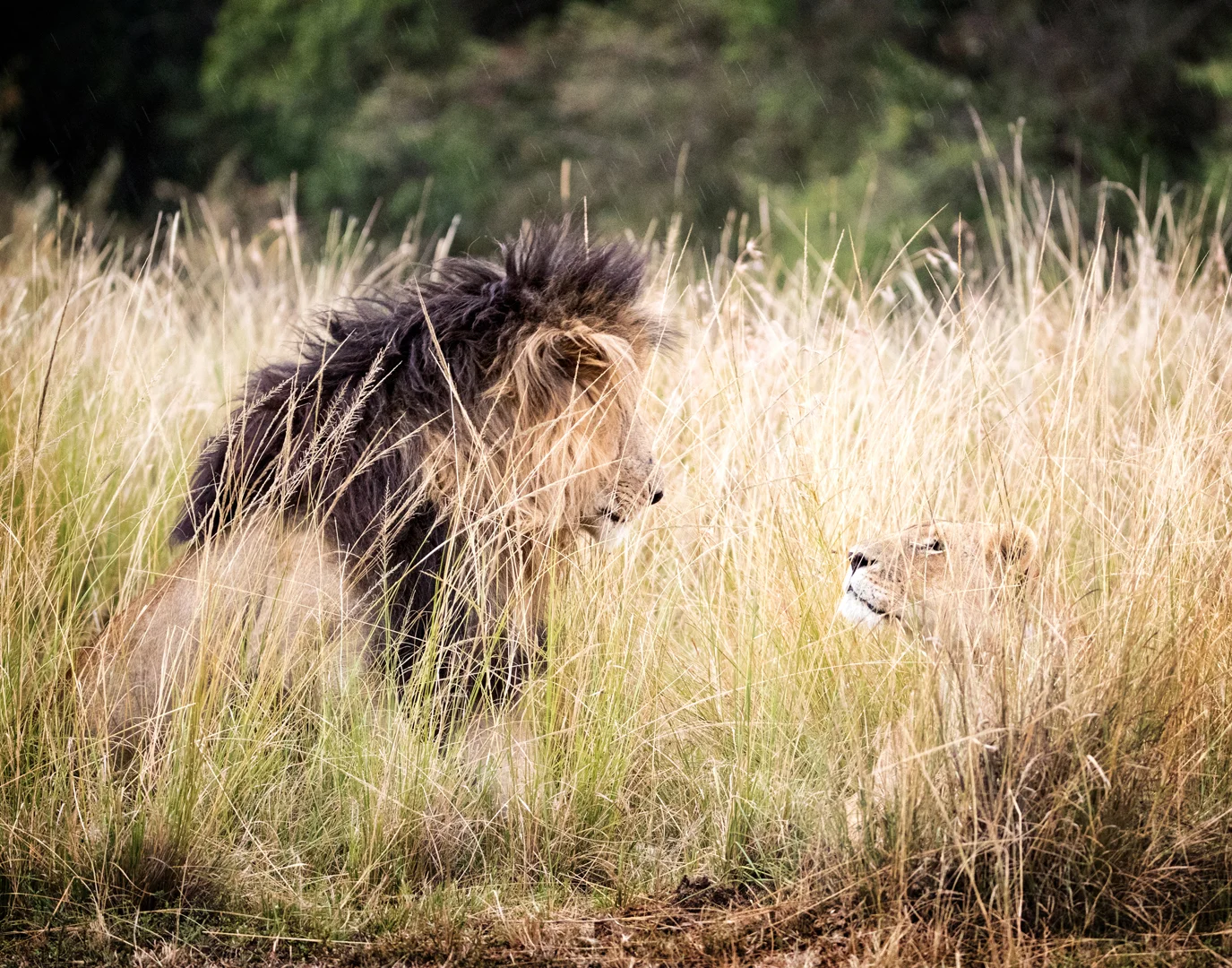 Lion and Lioness Affection in the Rain.jpg
