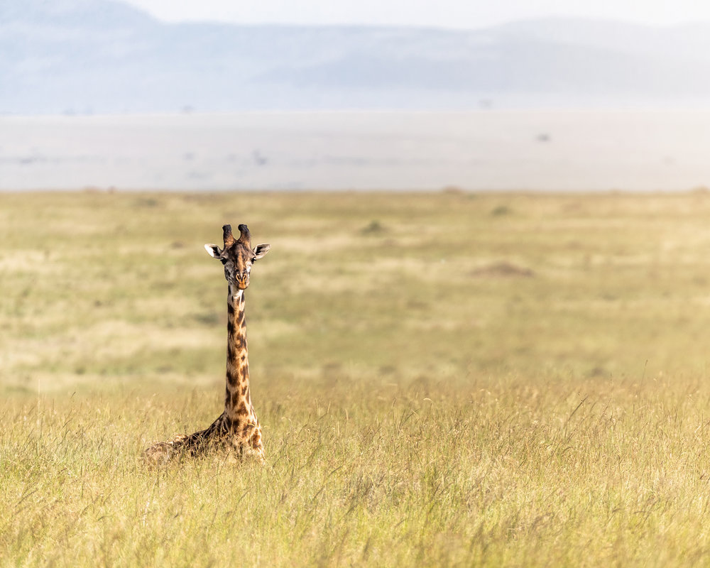 Single Masai Giraffe Lying in Africa Grasslands.jpg