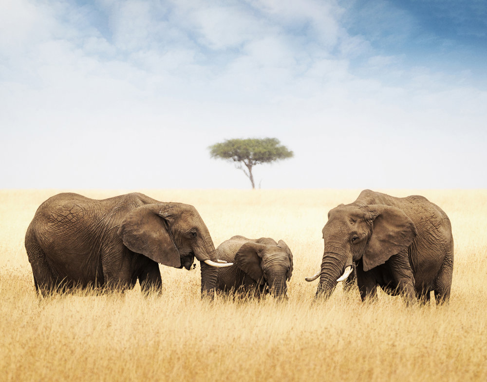 Three elephant in tall grass in Africa.jpg