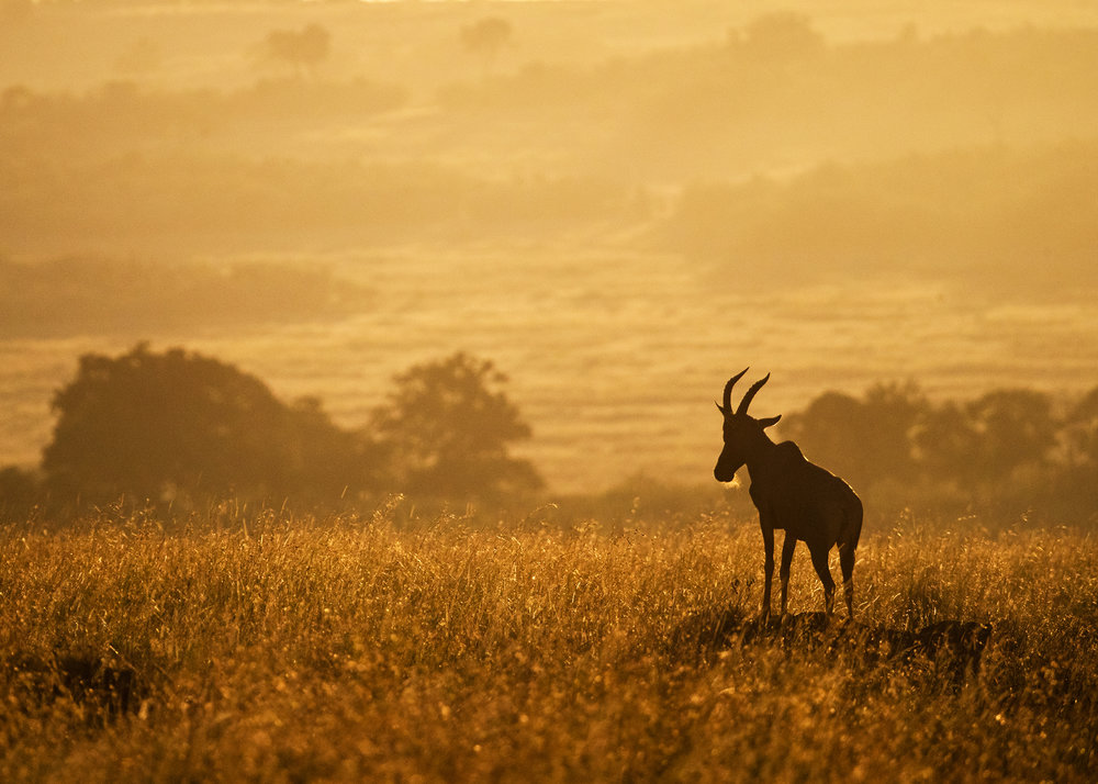 Topi on Mound in African Golden Sunrise.jpg