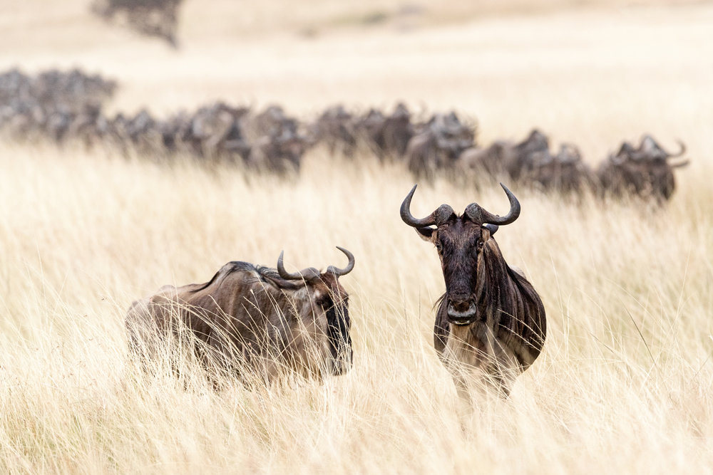 Wildebesst in Tall Grass Field in Kenya.jpg