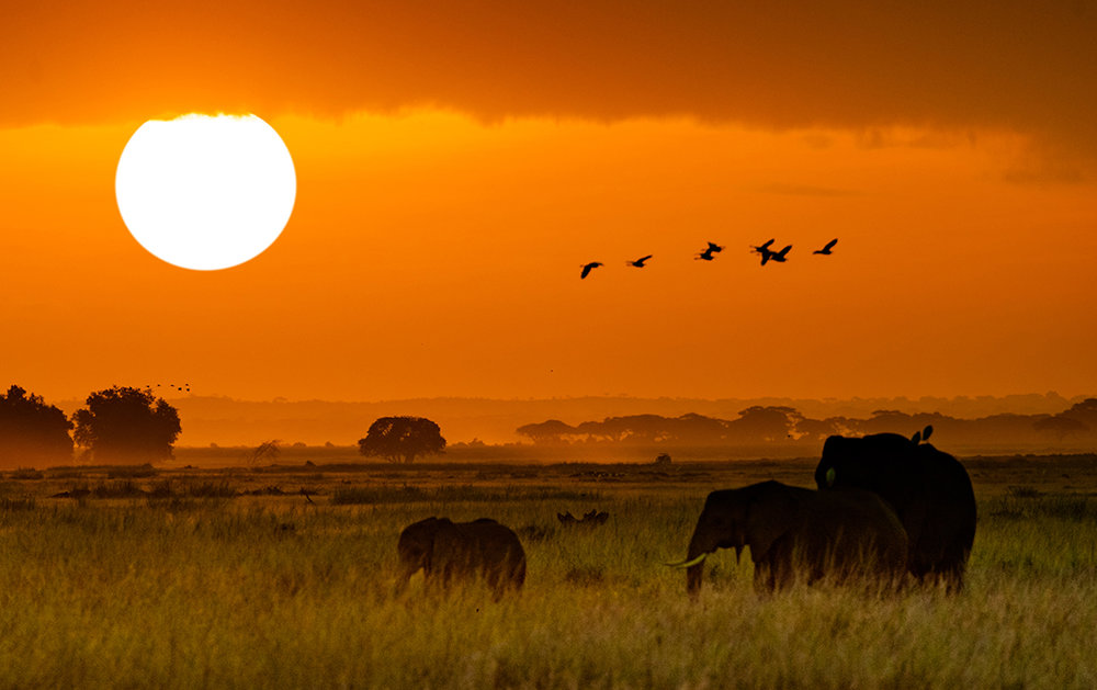 African Elephants Walking at Golden Sunrise.jpg
