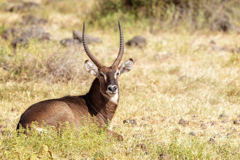 Beautiful Male Waterbuck in Kenya.jpg