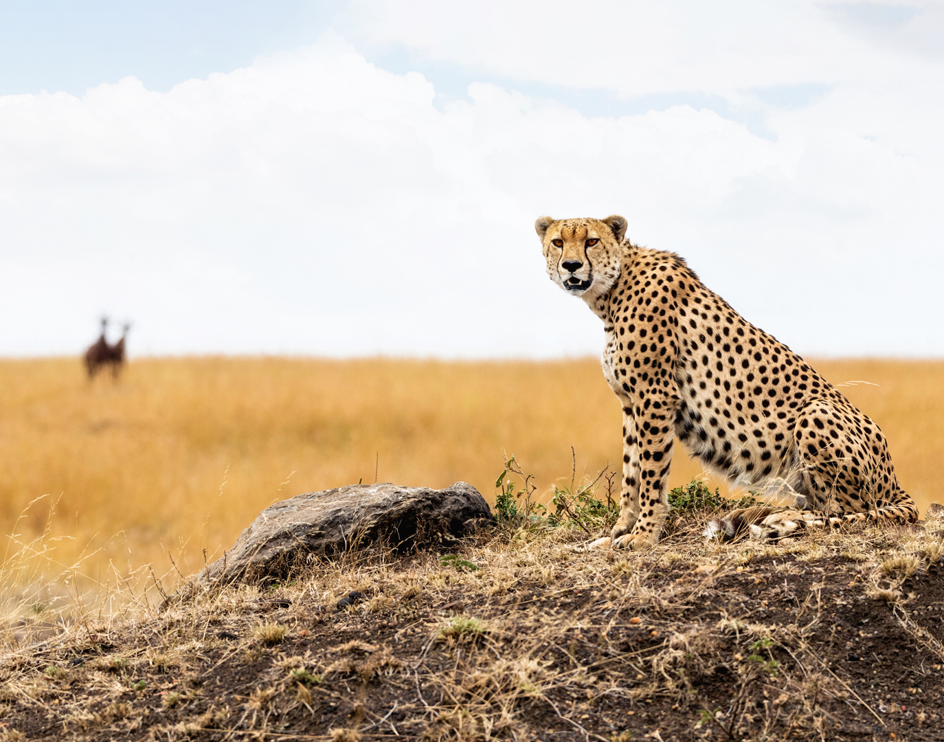 Cheetah in Africa Looking Into Camera.jpg