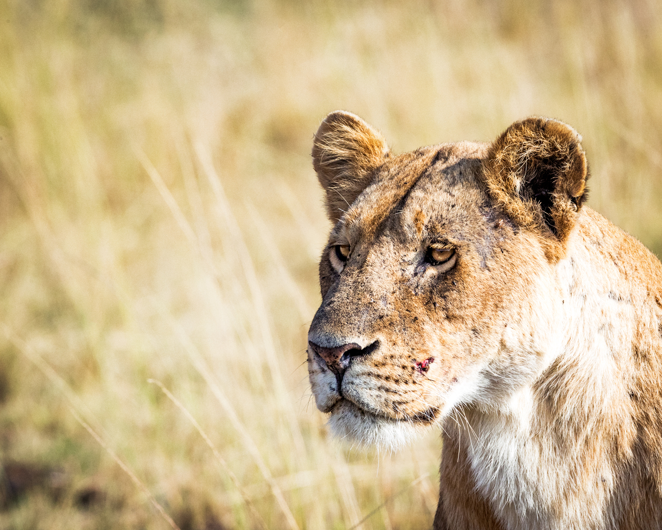 Closeup Lioness - Copyspace in Blurred Background.jpg