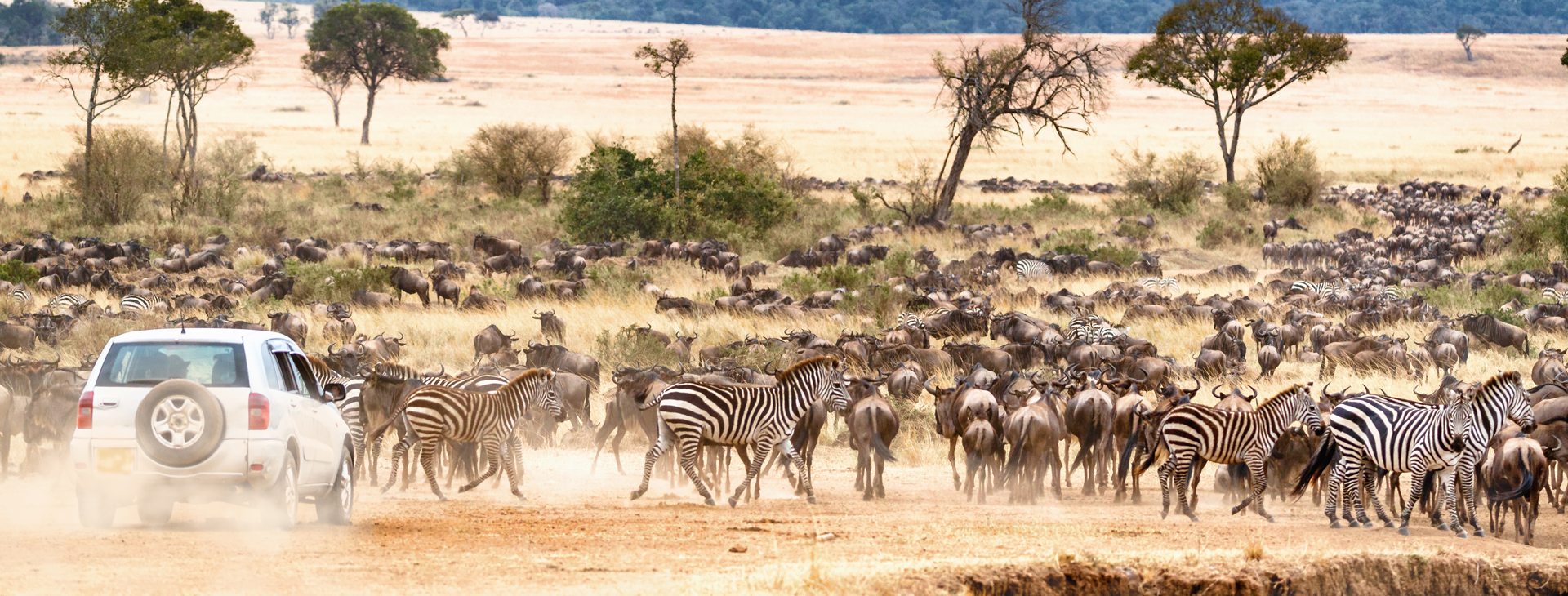 African Safari Self Game Drive.jpg