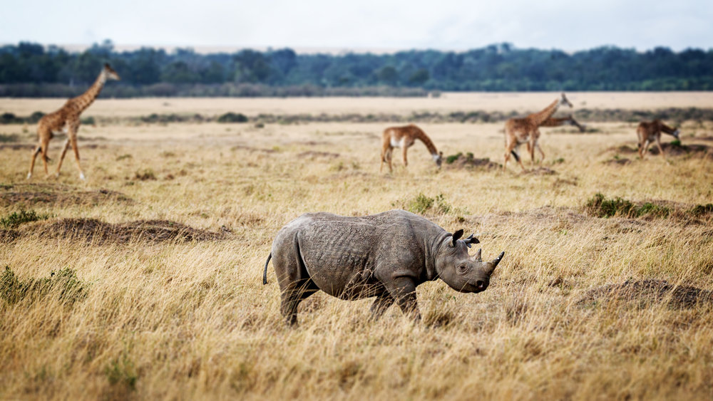 Critically Endangered Black Rhino in Africa.jpg