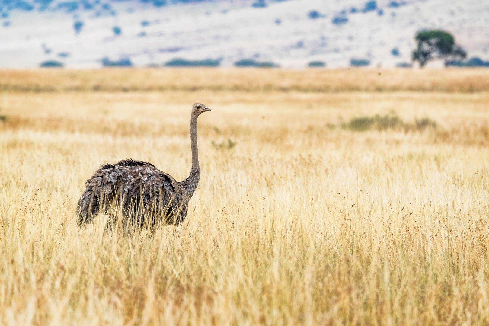 Female Masai Ostrich in Kenya Africa.jpg