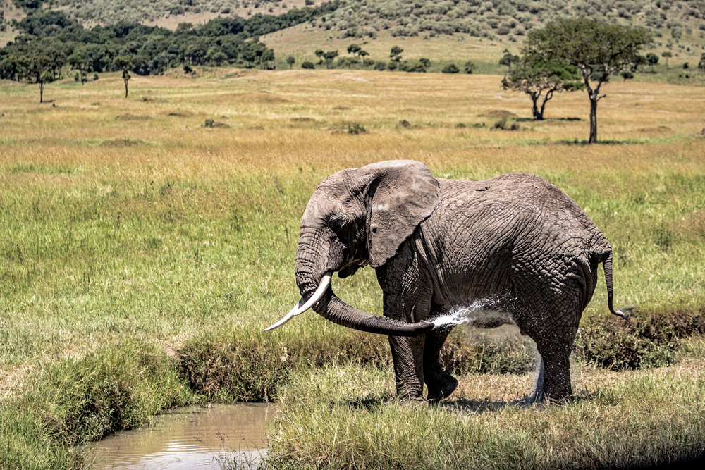 Elephant Spraying Water Bathing in Kenya Africa.jpg