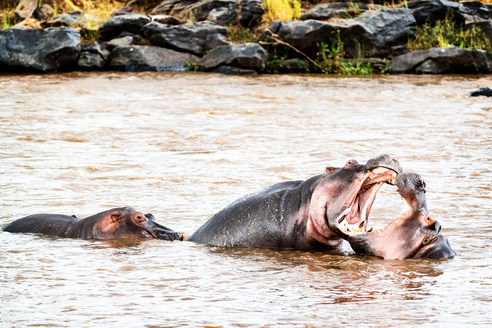 Hippos Playing With Mouths Wide Open.jpg