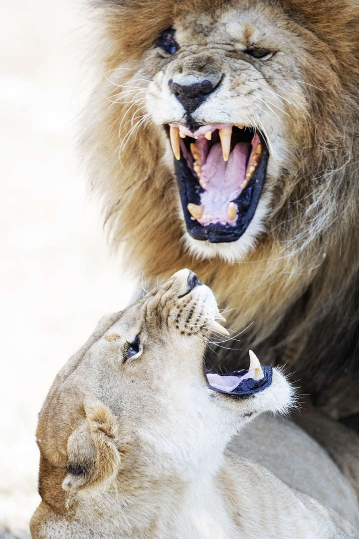 Lion and Lioness Snarling at Each Other.jpg