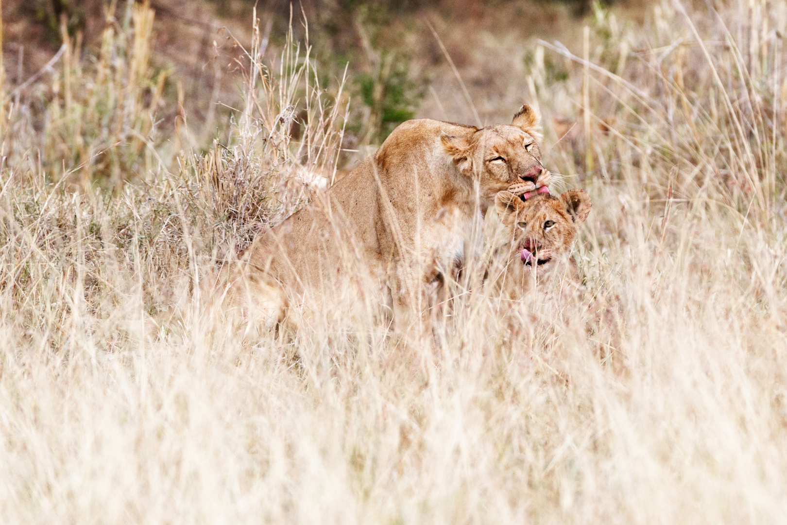 Lioness and Cub Cleaning after Dinner.jpg