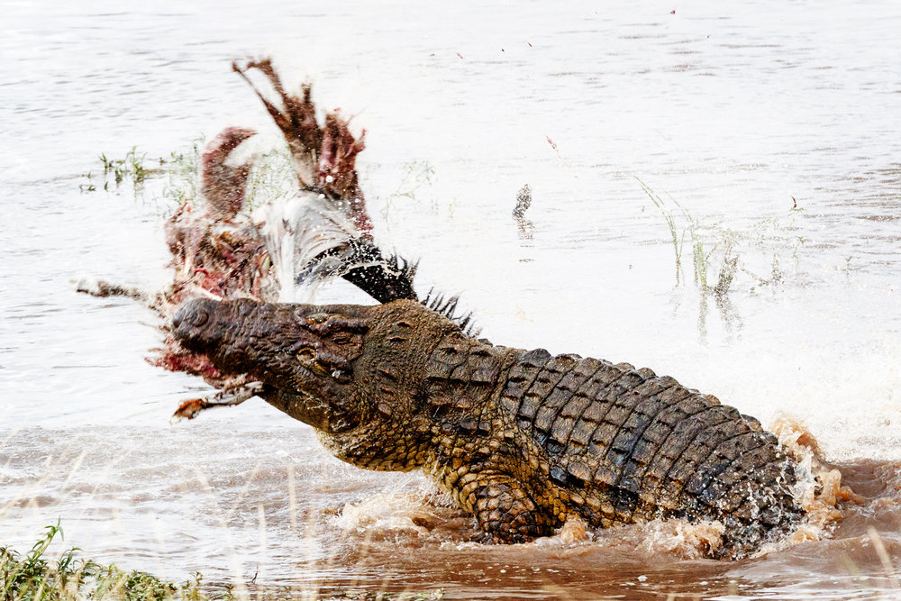 Nile Crocodile With Kill in Mara River.jpg