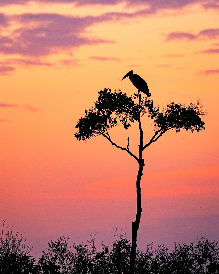 Stork on Acacia Tree in Africa at Sunrise.jpg