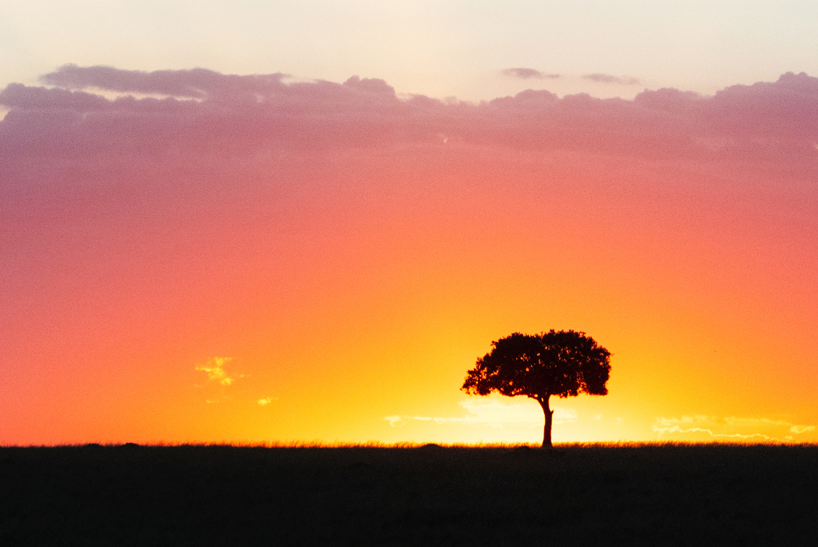 Solitary Tree Silhouette at Colorful African Sunset.jpg