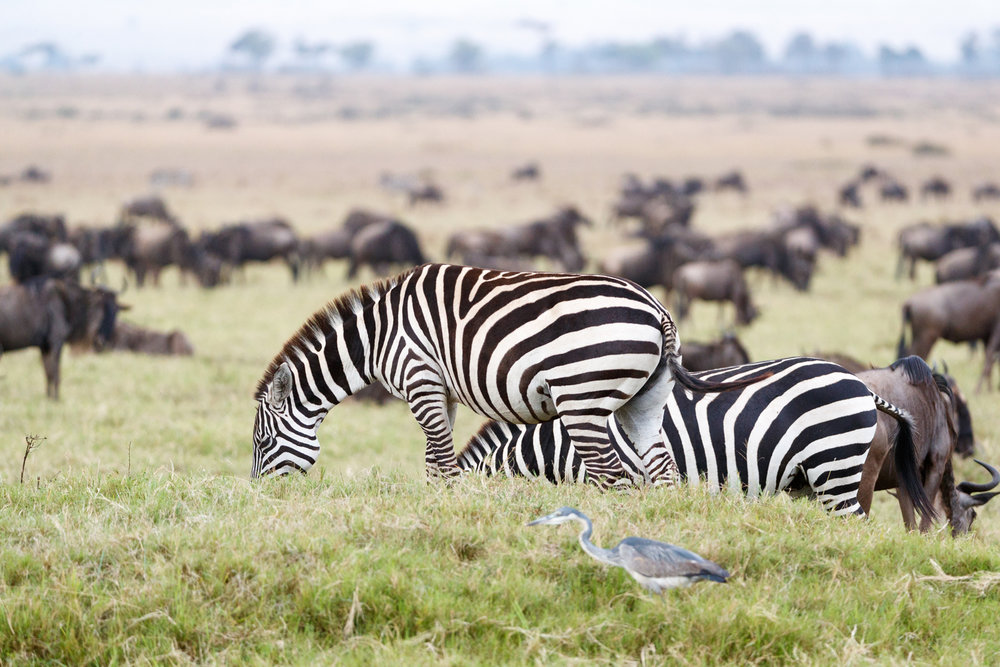 Zebra and Wildebeest Grazing in Africa.jpg