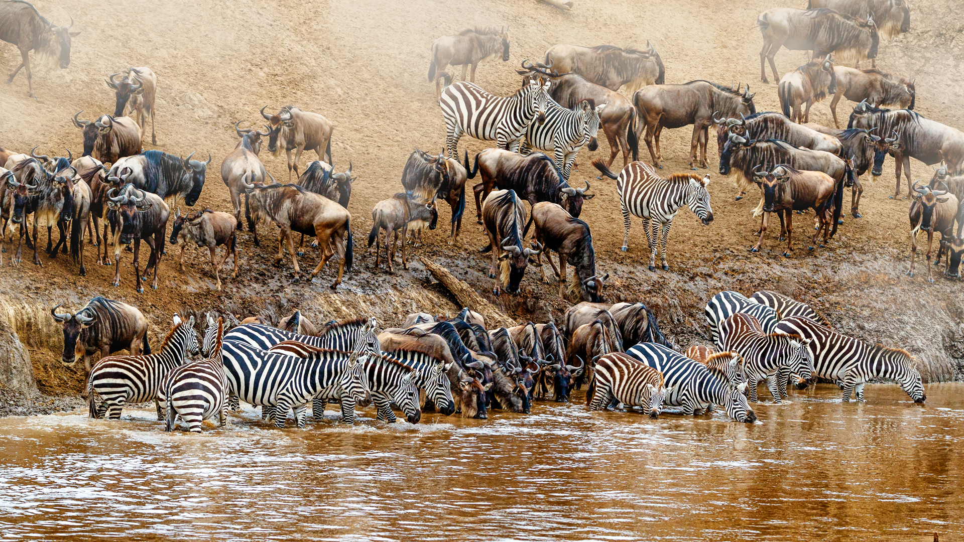 Kenya Great Wildebeest and Zebra Migration Scene.jpg