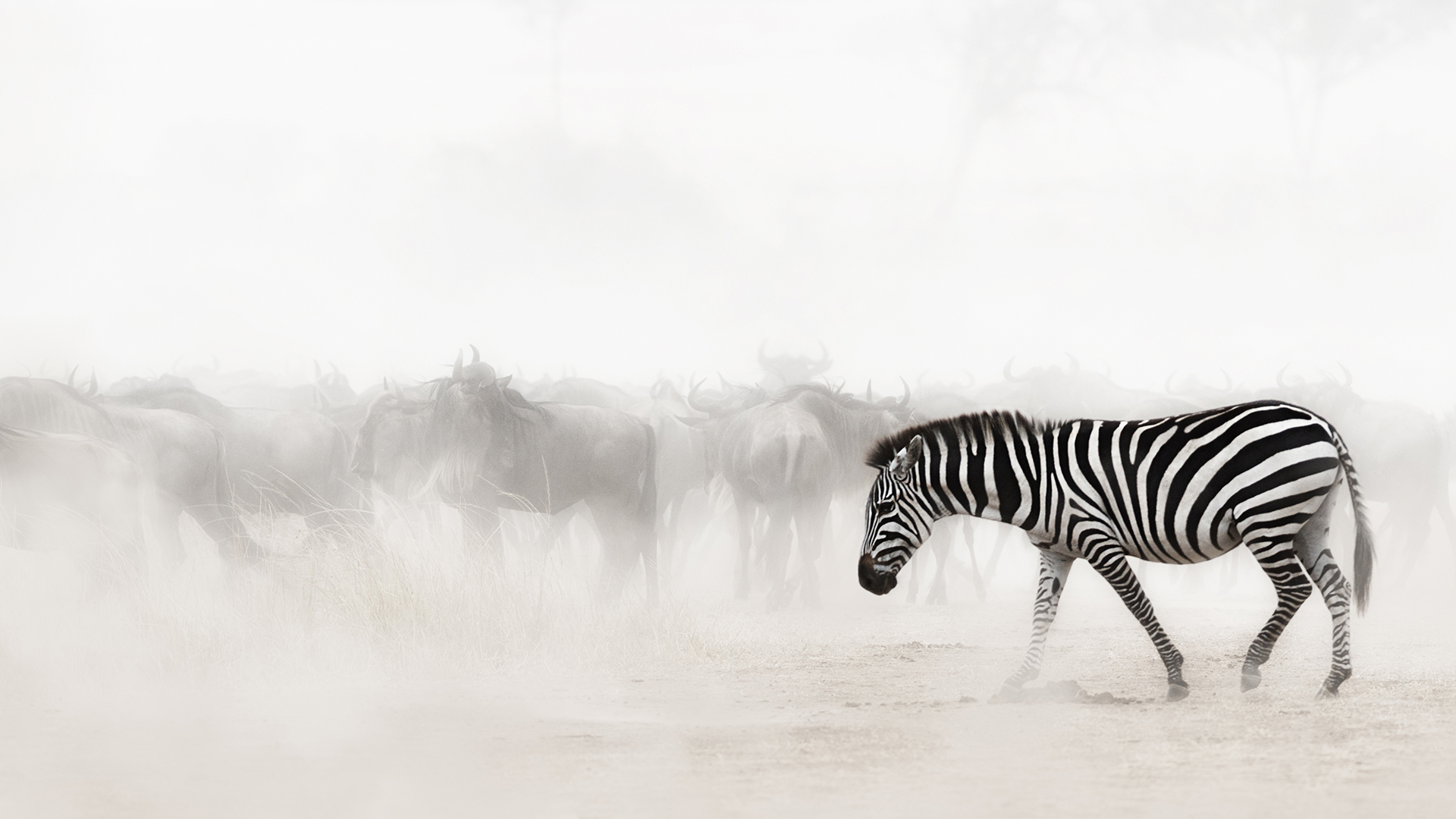 Zebra in Dust of Africa.jpg