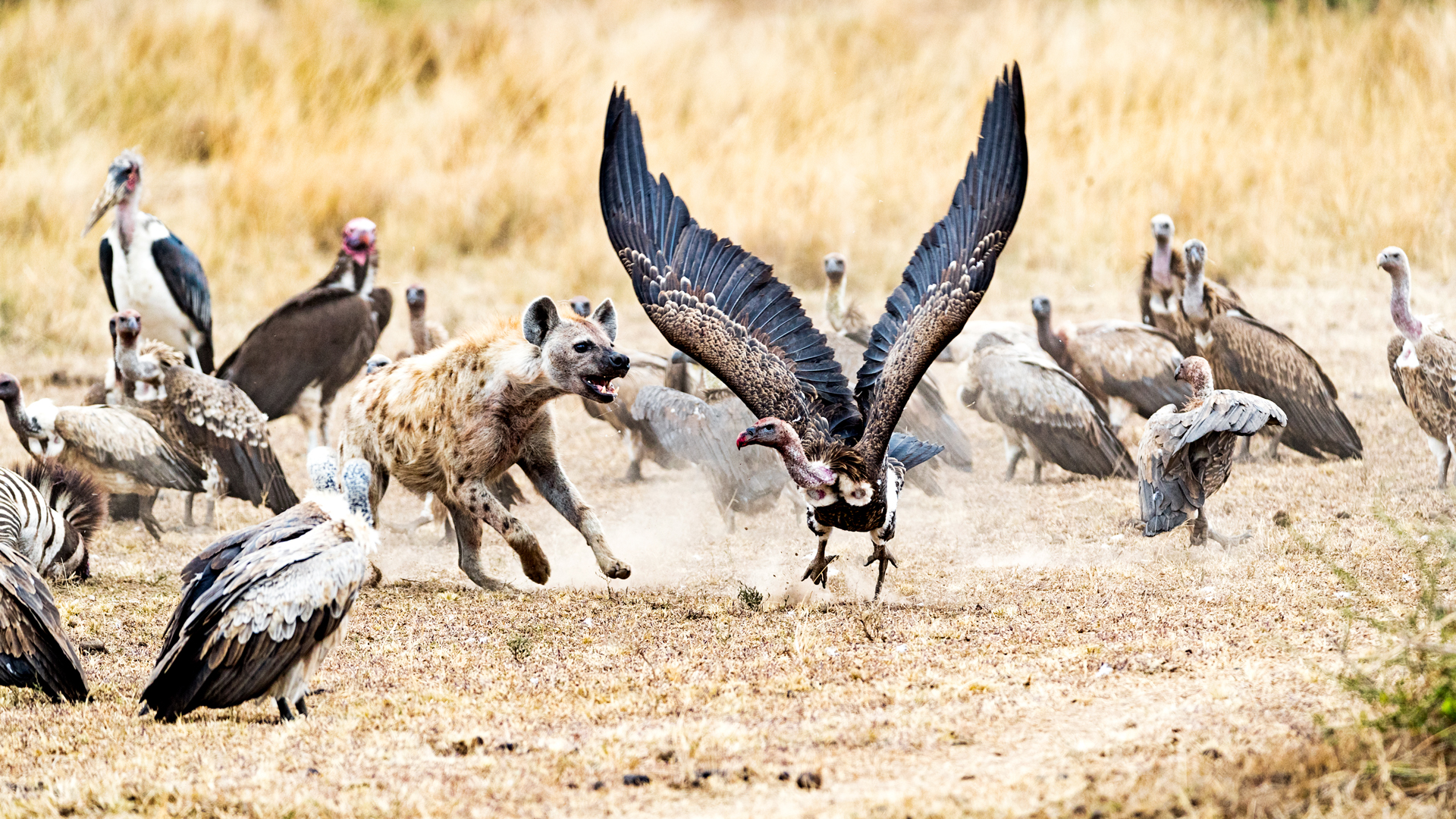 Scavengers in Kenya Africa.jpg