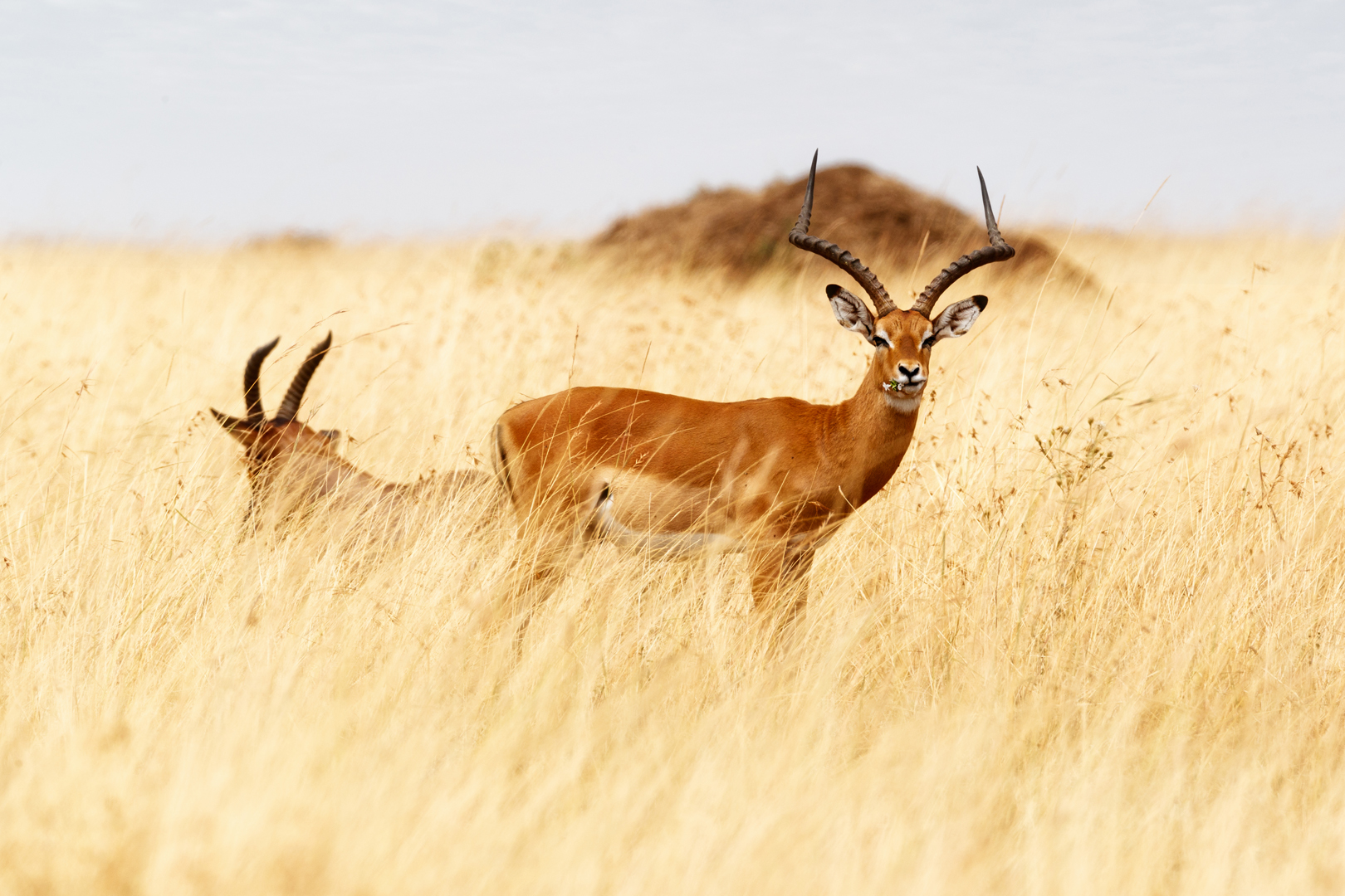 Topi in Tall Grass Eating Flower.jpg