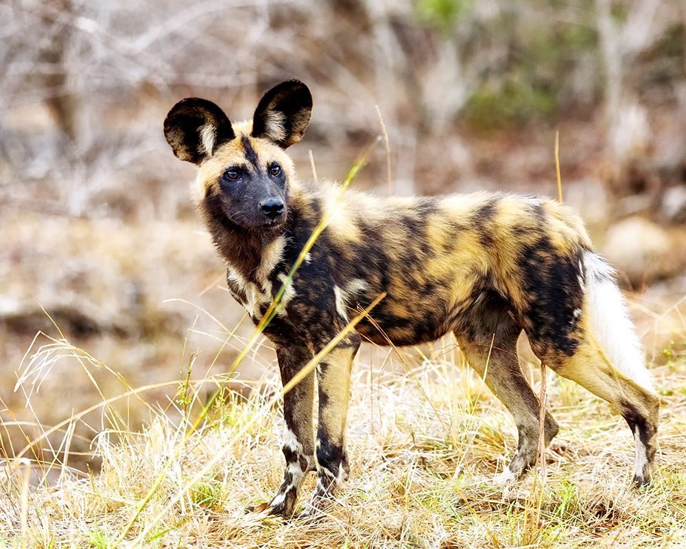 Endangered_Wild_Dog_in_South_Africa_original.jpg