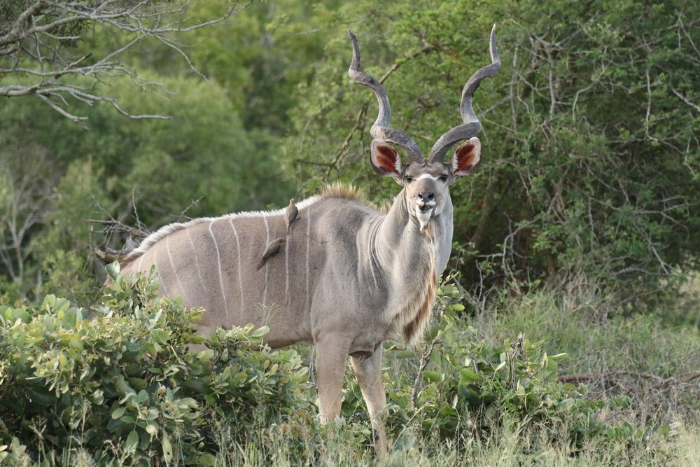 Kudu - Aprils 2nd trip.jpg