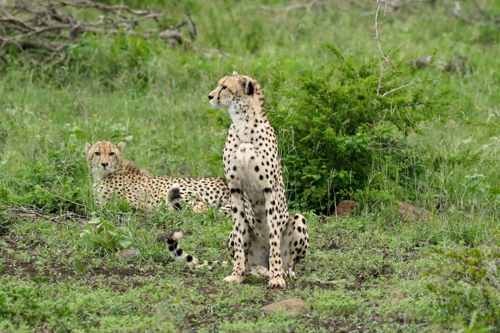 Cheetah - Aprils 2nd trip.jpg