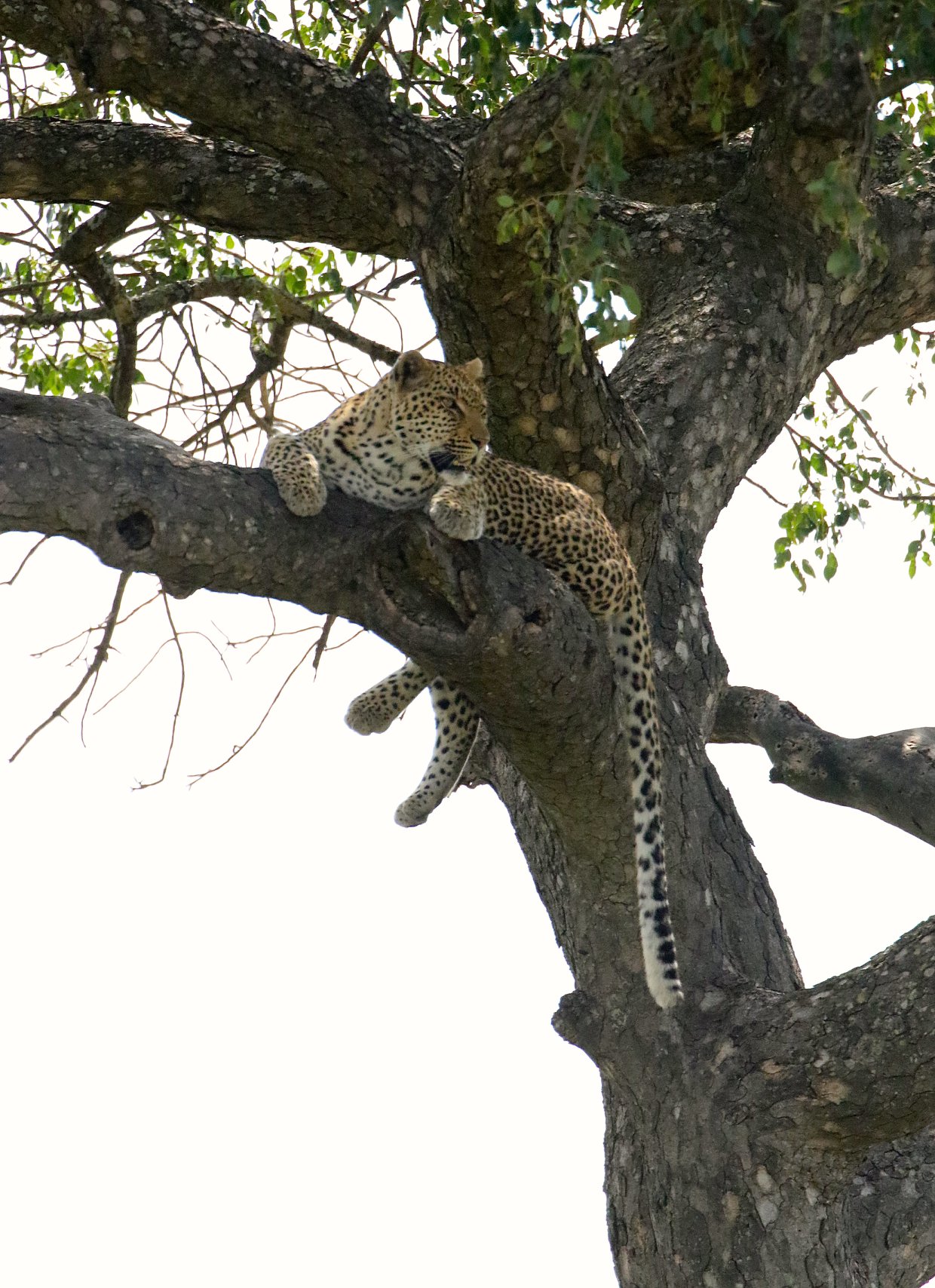 Leopard in tree April 2.jpg