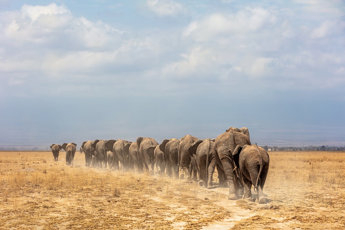 African Elephants Walking Away in a Line