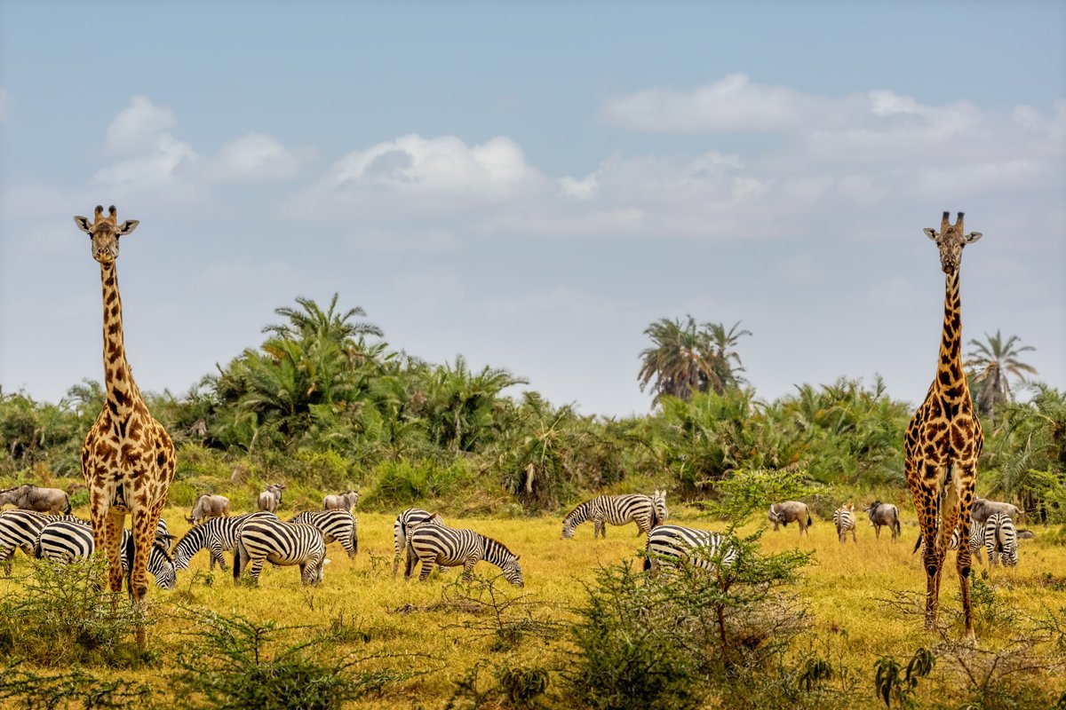 African Safari Animals in Amboseli National Park