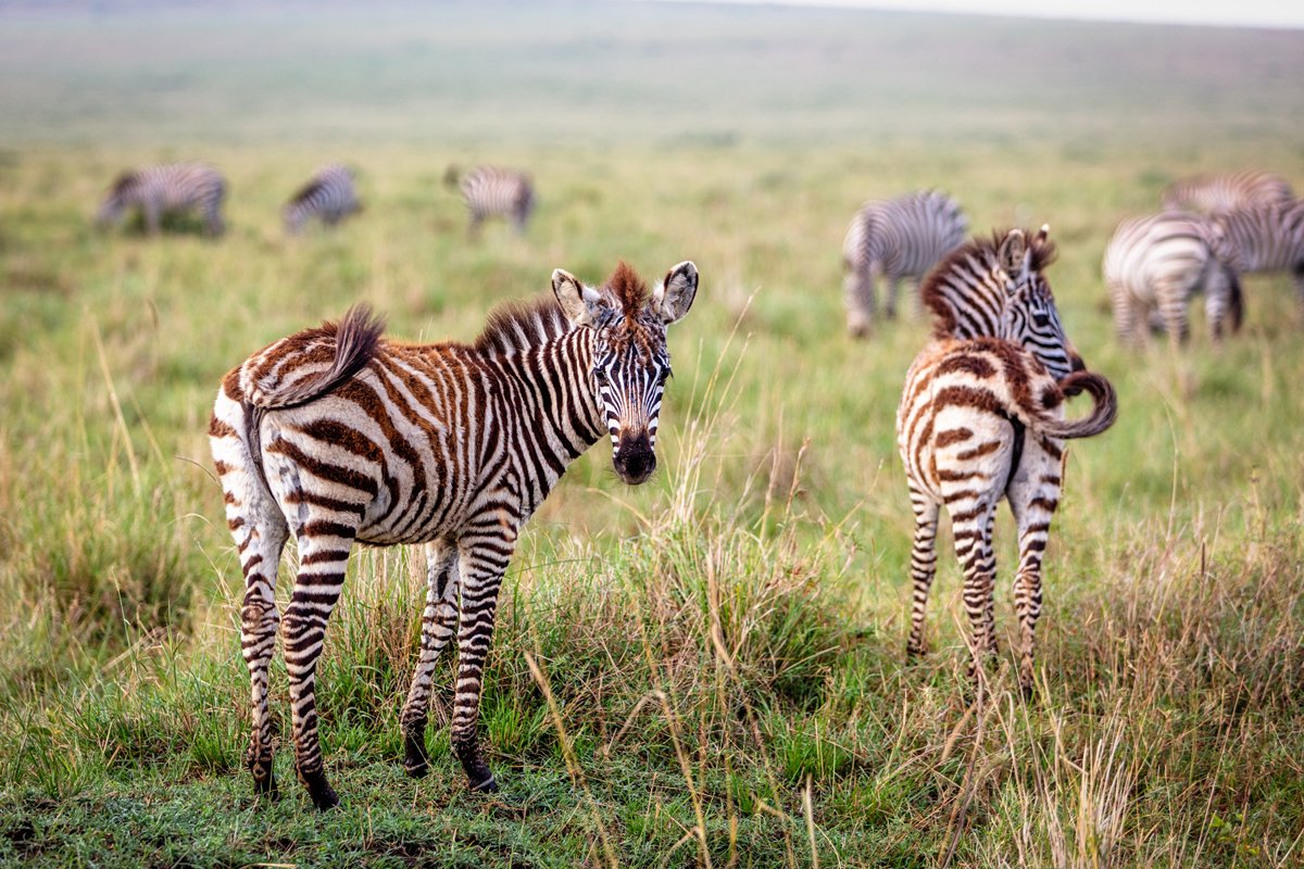 Baby Zebra in Kenya Africa