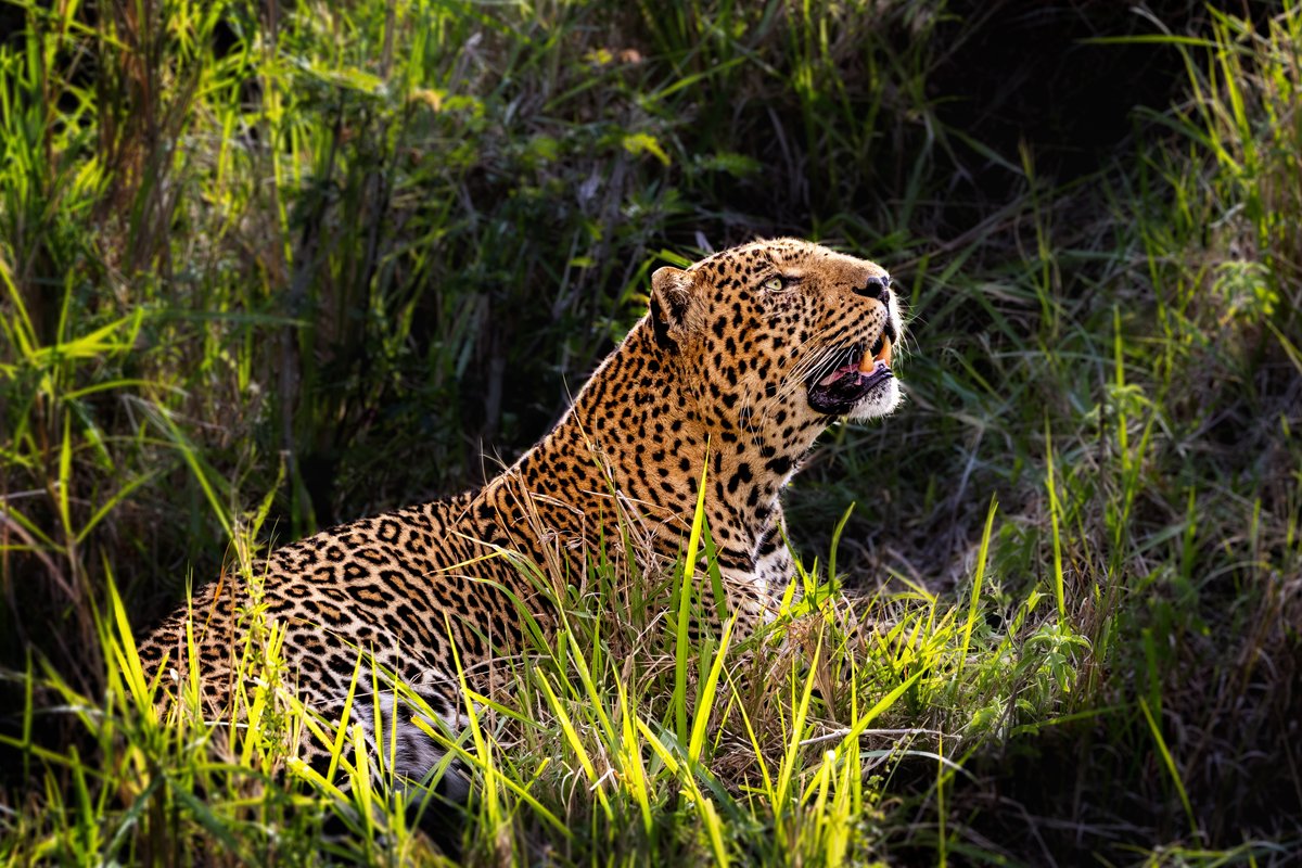 Beautiful Male Leopard in Morning Light