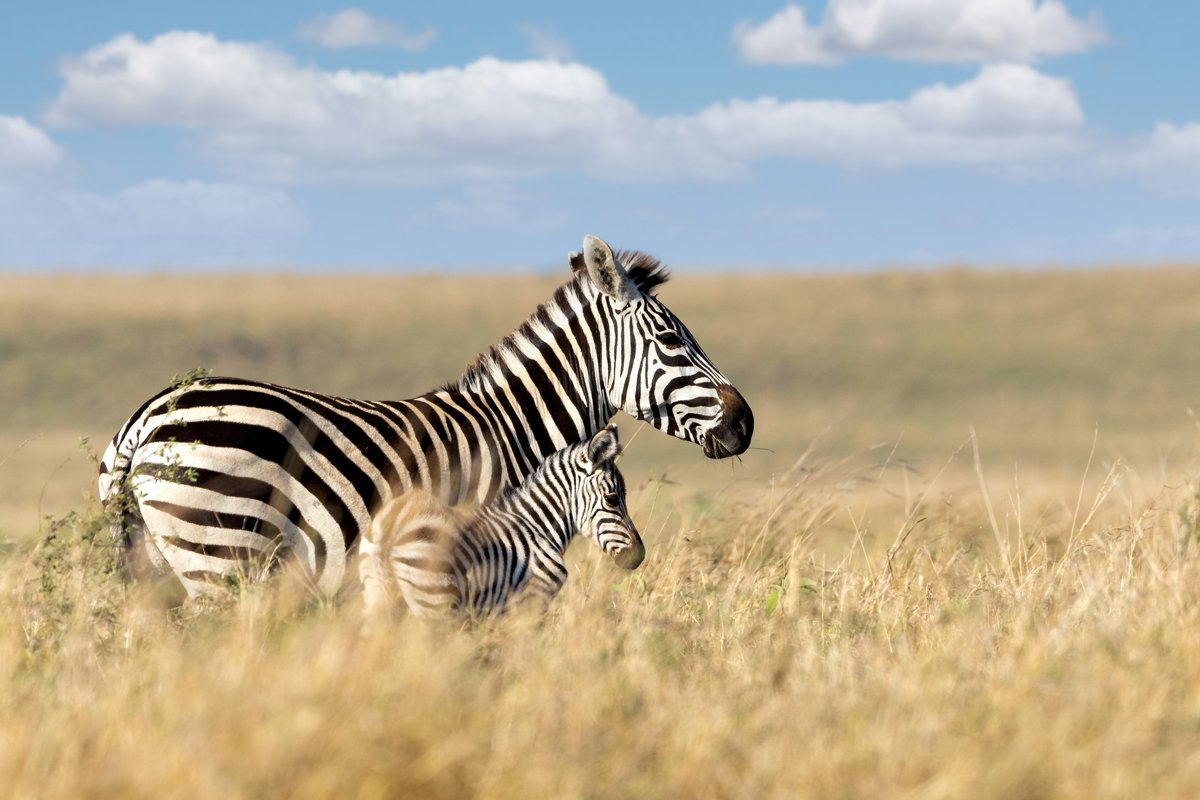 Mother and Baby Zebra Walking Through Kenya Grasslands