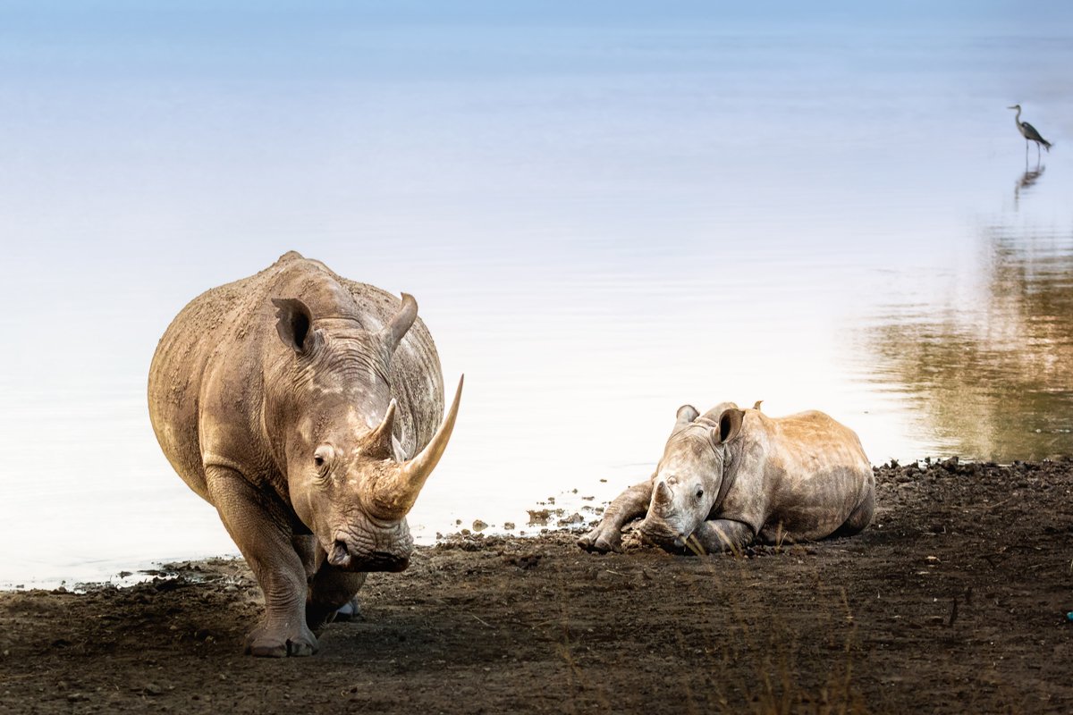 White Rhino With Calf in Nairobi National Park