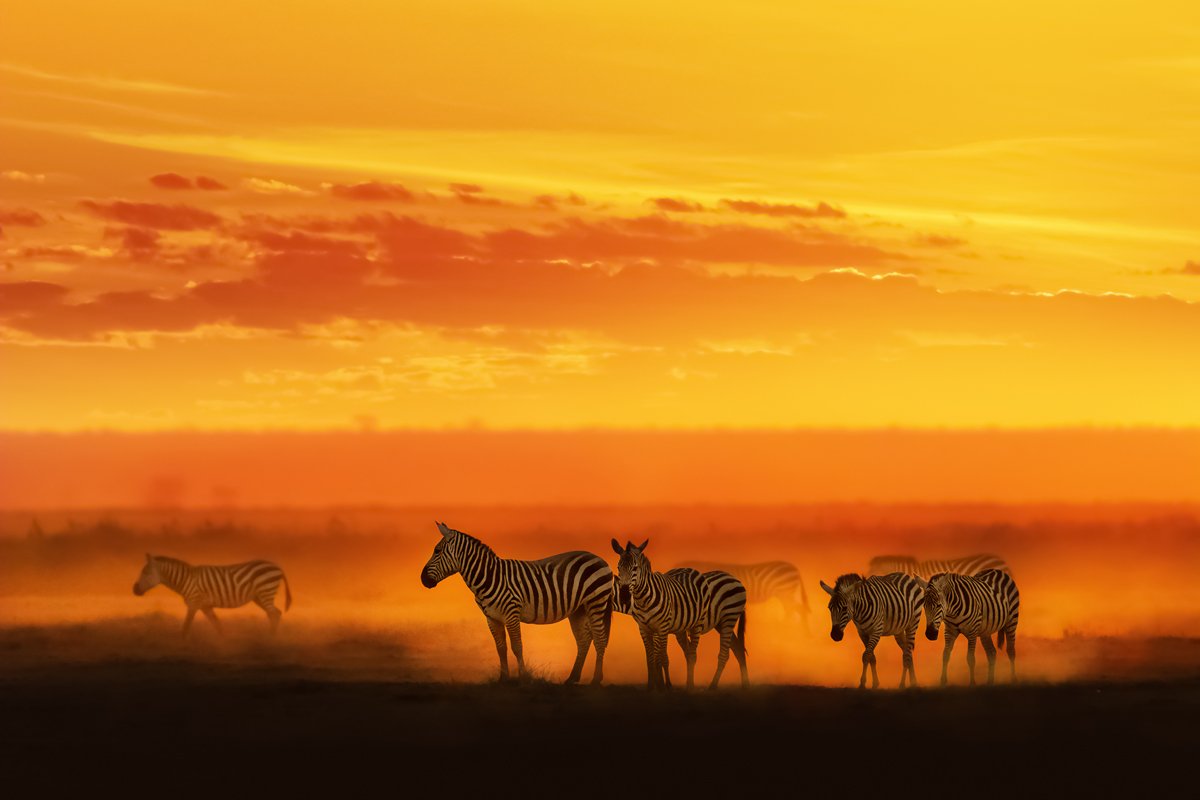 Zebra in Vibrant African Sunset