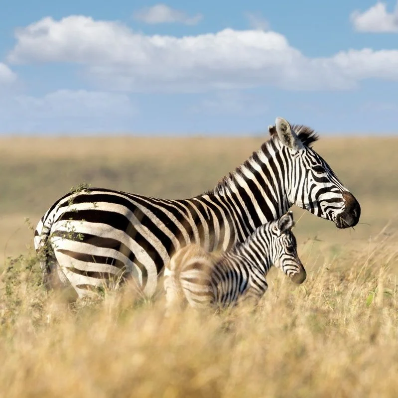 2022 Masai Mara Kenya Safari 