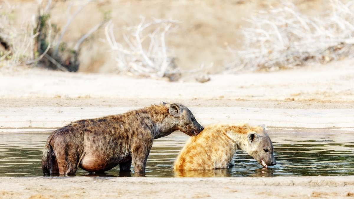African Spotted Hyenas Bathing