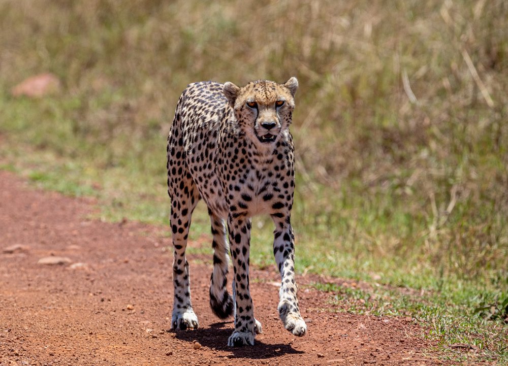 African Cheetah Walking Down Path in Masai Mara